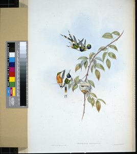 Csillogó farok (tryphaena dupontii) (kézzel színezett litho) alkotó: John (after) Gould