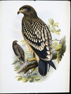 Petős sas (Aquila Naevia) (kézzel színezett litho)