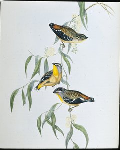 Foltos pardalote (Pardalotus Punctatus) (kézzel színezett litó) alkotó: John (after) Gould