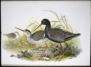 Foltos vörös csülök (Totanus Fuscus) (kézzel színezett litho) alkotó: John (after) Gould