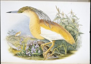 Squacco Heron (Buphus Comatus) (kézzel színezett litho) alkotó: John (after) Gould