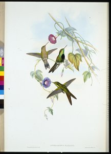 Szent Domingo kolibri (Sporadinus Elegans) (kézzel színezett litó) alkotó: John (after) Gould
