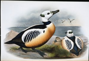 Steller kacsa (Eniconetta Stelliri) (kézzel színezett litho)