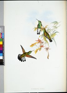 Csíkosfarkú kolibri (Eupherusa Eximia) (kézzel színezett litho) alkotó: John (after) Gould