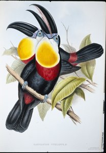 Kén-fehér mellű tukán (Ramphastos Vitellinus) (kézzel színezett litho) alkotó: John (after) Gould