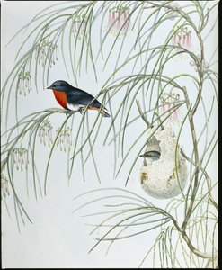 Fecske Dicaeum (kézzel színezett figurák) alkotó: John (after) Gould