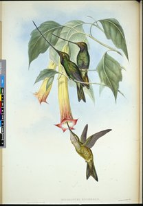 Kardcsőrű (Docimastes Ensiferus) (kézzel színezett litho) alkotó: John (after) Gould