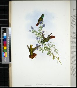 Tiruszi farok (metallura Tyrianthina) (kézzel színezett litho) alkotó: John (after) Gould
