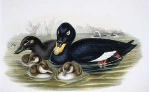 Velvet Scoter (oidemla fusca) (kézzel színezett litho) alkotó: John (after) Gould