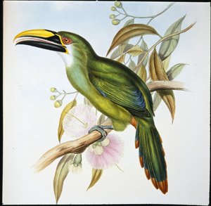 Wagler horonycsőrű (Aulacoramphus Wagleri) (kézzel színezett litó) alkotó: John (after) Gould