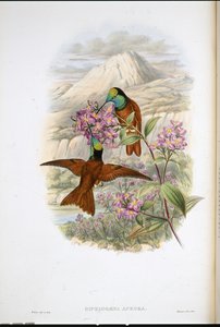 Warszewicz szivárvány kolibri (Diphlogaena Aurora) (kézzel színezett litó) alkotó: John (after) Gould