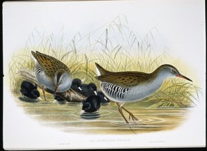 Vízivasút (Rallus Aquaticus) (kézzel színezett litho) alkotó: John (after) Gould