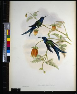 Nyugati fecskefarkú (eupetomena hirundo) (kézzel színezett litho) alkotó: John (after) Gould