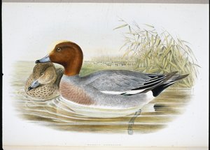 Widgeon (Mareca Penelope) (kézzel színezett litho) alkotó: John (after) Gould