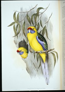 Sárgahasú papagáj (platycercus flaviventris) (kézi színezésű litográfia) alkotó: John (after) Gould
