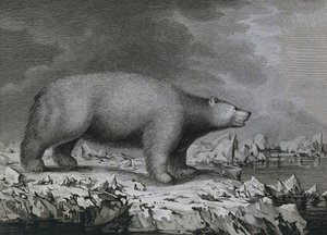 Jegesmedve, Peter Mazel metszete John Webber (1750-1793) rajza után, amelyet James Cook harmadik utazása során készített