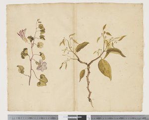 F.13 Ipomea Pes, kecske; Celtis paniculata, 1790-1795 körül (akvarell és tinta papíron)