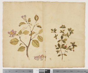 F.15 Lagunaria Patersonia; Alyxia gynopogon, 1790-95 körül (akvarell és tinta papíron)