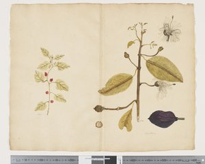 F.18 Tetragonia impplexicoma; Caparis nobilis „Devil