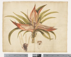 F.1 Freycinetia baueriana, 1790-1795 körül (akvarell és tinta papíron)