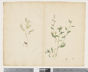 F.25 Euphorbia sparrmannii; Lobelia alata, 1790-1795 körül (akvarell és tinta papíron)