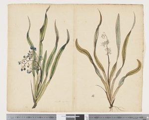 F.29 Dianella intermedia, 1790-1795 körül (akvarell és tinta papíron)