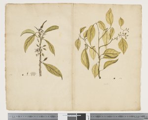 F.2 Sötét rövidlátás; Kelta paniculate, 1790-95 körül (akvarell és tinta papíron)