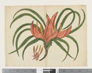 F.36 Freycinetia baueriana, 1790–1795 körül (akvarell és tinta papíron)