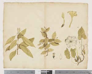 F.6 Wikstroemia Australis; Ipomea, 1790-1795 körül (akvarell és tinta papíron)