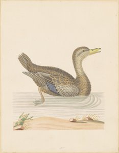 Roan Duck alkotó: John Abbot