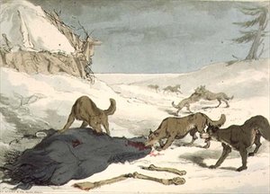 A farkasvadászat, 74. tábla az "Az oroszok szokásai, szokásai és szórakozásai" III. kötetéből, a művész metszete, kiad. 1804 (akvatinta) alkotó: John Augustus Atkinson