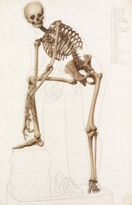 Anatómiai tanulmány: Az emberi csontváz, Praxiteles pózában" "Hermész rögzíti a szandálját" alkotó: John Bathe