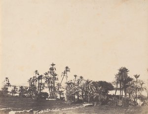 Tanulmány a pálmafákról, a Nílus partjairól, Kalabschi, 1853-54.