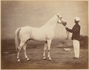 Sir Frederick Sleigh Roberts főhadnagy lova, "Vonolel", 1885 körül