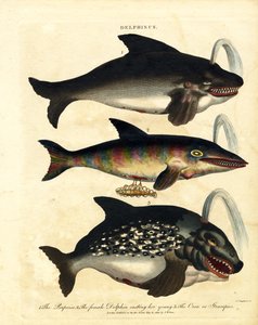 Delfinfajok - delfinek és orkák alkotó: John Chapman