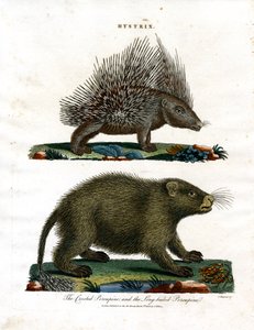 Hystrix (sündisznók)