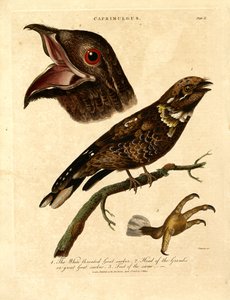 Éjjeli csóka (Caprimulgus) alkotó: John Chapman