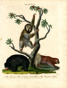 lajhárok - Bradypus