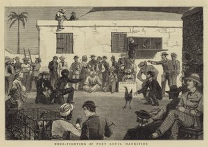 Kakasviadalok Port Louisban, Mauritiusban