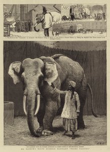 Barnum fehér burmai elefántja, Toung Taloung alkotó: John Charles Dollman