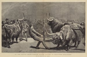 A szarvasmarhakiállításon Scotch Cattle, A Fractious Hielander bírálata