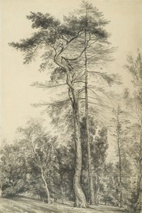 Fenyőfák, 1833 körül alkotó: John Constable