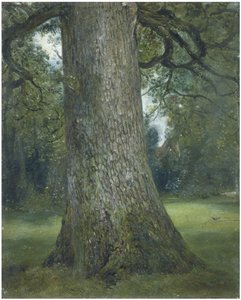 Egy szilfa törzsének tanulmányozása, c. 1824
