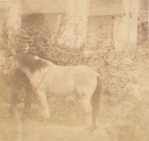 [Man and Horse, Government House, Allahabad], 1858. alkotó: John Constantine Stanley