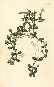 Brahmi vagy vízi izsóp, Bacopa monnieri alkotó: John Curtis