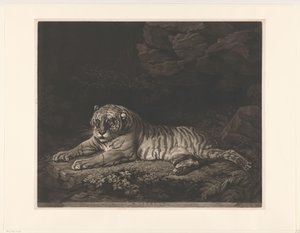 Tijgerin Tigris (cím a tárgyon)