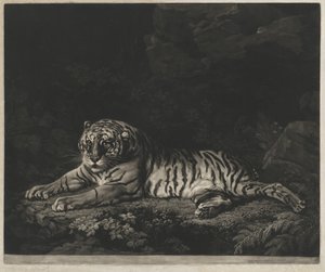 Egy Tigris alkotó: John Dixon after George Stubbs