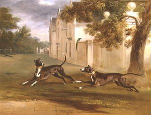 Brownlow grófjának két bullterrierje, 