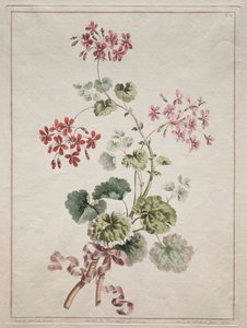 A természetből merített virággyűjtemény: 6. sz. – Skarlát és tarka muskátli, 1801. alkotó: John Edwards