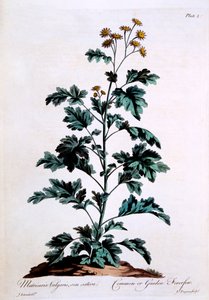 Common vagy Garden Feverfew, illusztráció a 